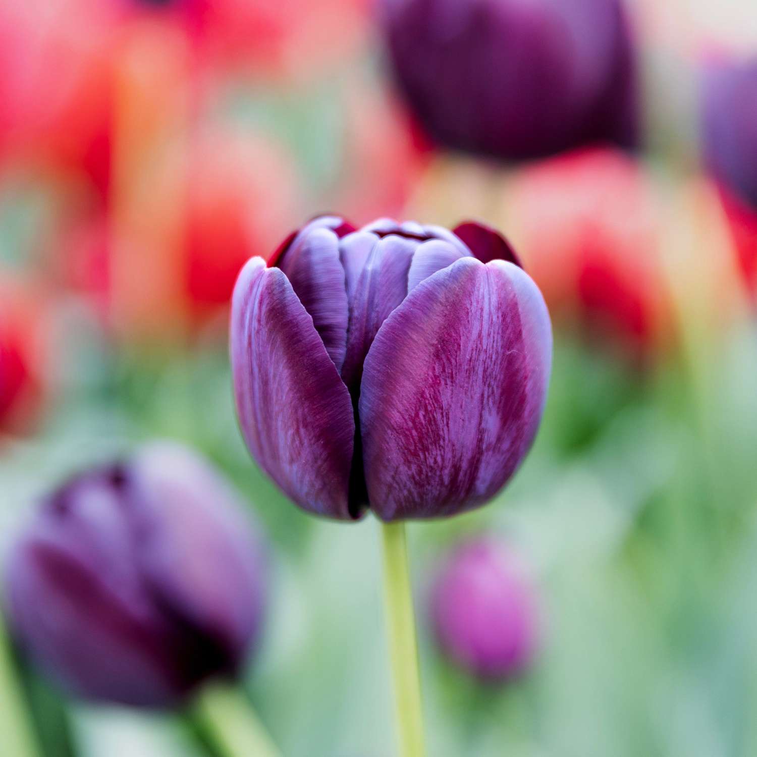 Tulip 'Queen of Night'
